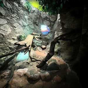 Burmese Python Exhibit