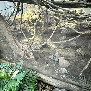 Red-rumped Agouti and Bolivian Grey Titi Monkey Exhibit