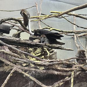 Bolivian Grey Titi Monkey