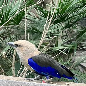 Blue-bellied Roller