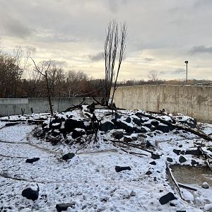 Japanese Macaque Exhibit