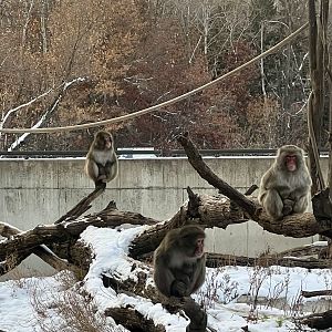 Japanese Macaque