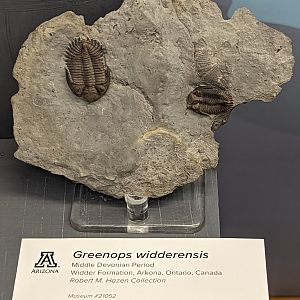 Greenops widderensis