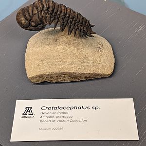 Crotalocephalus sp.