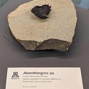 Akanthargres sp.