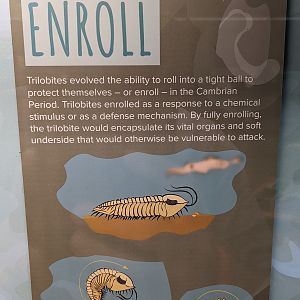 Signage on trilobite defense mechanisms
