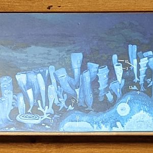 Signage on Cambrian reef model