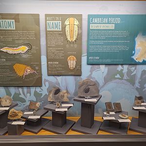 Various Trilobite Fossil Displays