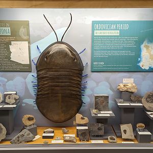 Various Trilobite Fossil Displays