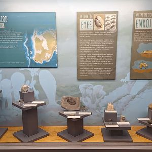 Various Trilobite Fossil Displays