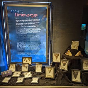 Various Fossil Shark Tooth Displays