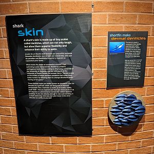 Signage on shark skin