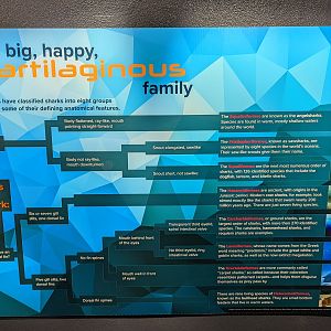 Signage on Cartilaginous Fish Family Tree
