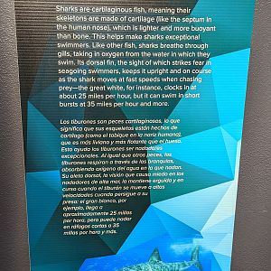 What is a Shark? Signage