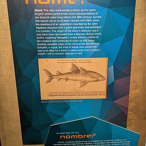 Etymology of the word Shark signage