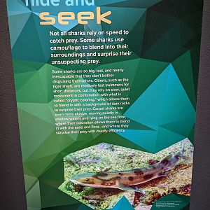 Signage on Shark camouflage