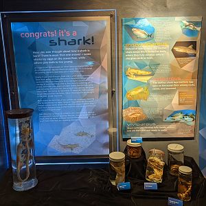 Shark egg and embryo displays