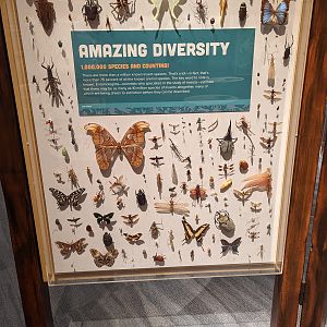 Arthropod Diversity Display Case