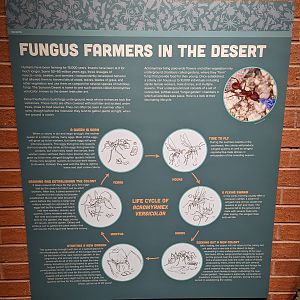 Signage: Fungus Farmers in the Desert
