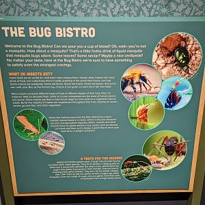 Signage on Insect Diets