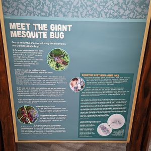 Signage: Meet the Giant Mesquite Bug
