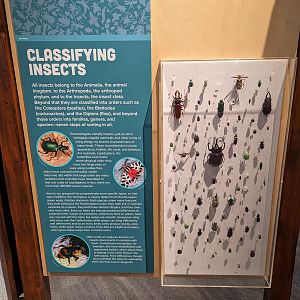 Insect Classification Signage and Display Case