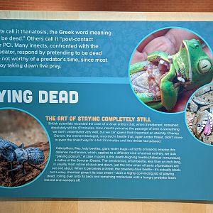 Signage on Playing Dead