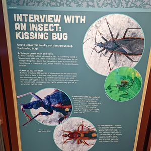 Signage - Interview with an Insect: Kissing Bug