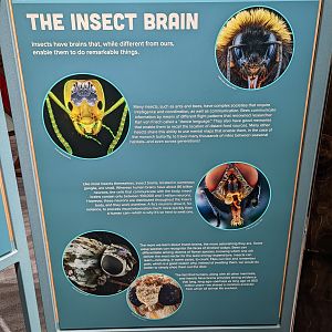 Signage on the Insect Brain