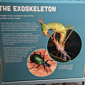 Signage: The Exoskeleton