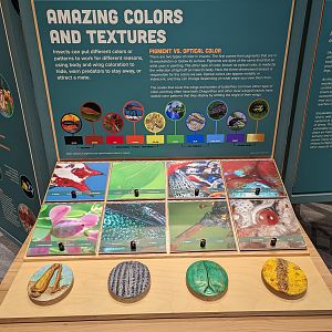 Signage on Insect Textures and Coloration