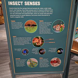 Signage on Insect Senses