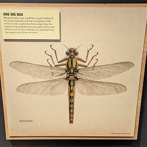 Signage on Meganeuropsis