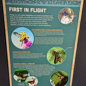 Signage on Insect Flight
