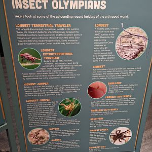 Signage on Insect Olympians