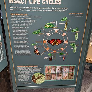 Signage on Insect Life Cycles