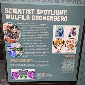 Signage on German Neuroscientist, Wulfila Gronenberg