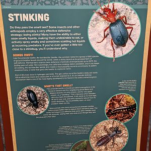 Signage on Insect Stinking
