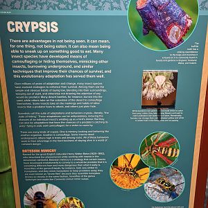 Signage on Crypsis