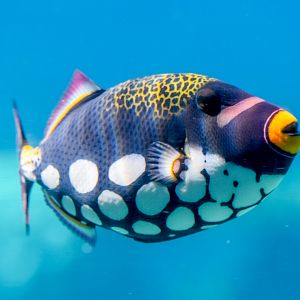 Clown Triggerfish