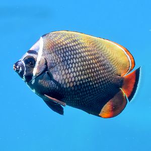 Red-tailed Butterflyfish