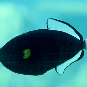 Pink-tailed Triggerfish
