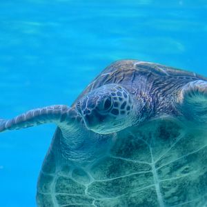 Green Turtle