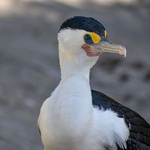 Pied Cormorant