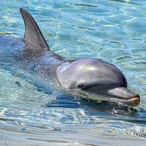 Indo-Pacific Bottlenose Dolphin