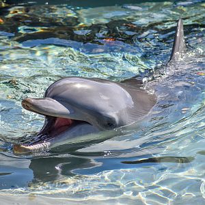 Indo-Pacific Bottlenose Dolphin