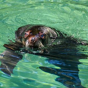 Subantarctic Fur-Seal