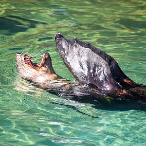 Subantarctic Fur-Seal