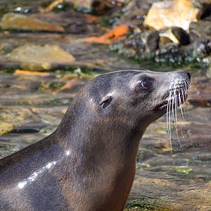 California Sea-Lion