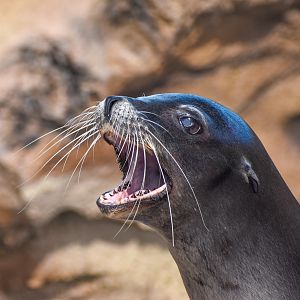 California Sea-Lion